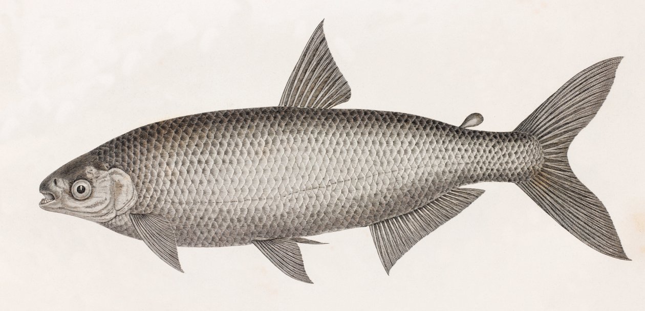 Hal: Le Characin alkotó: Unbekannt