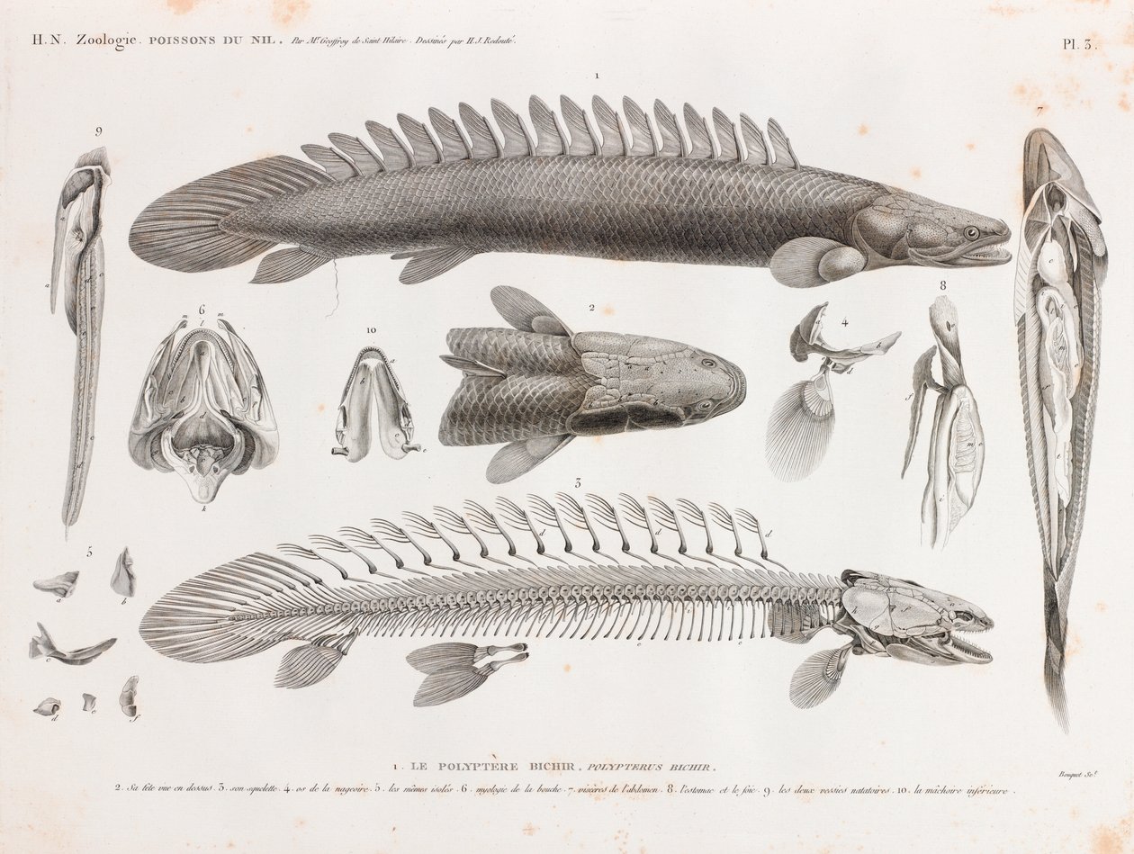 Hal: Le Polyptere Bichir, anatómia alkotó: Unbekannt