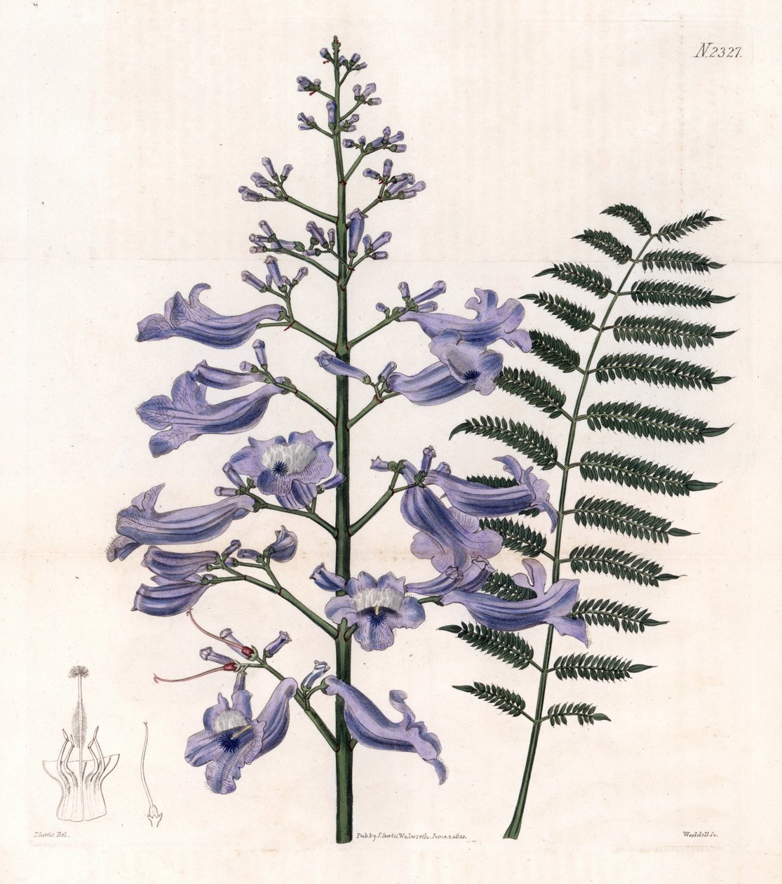 Flamboyant kék vagy osztrigafa - Trinidad páfrányfa, Jacaranda mimosifolia (Ovális levelű jacaranda, Jacaranda ovalifolia). Weddell kézzel készített rézmetszete John Curtis illusztrációja után, Samuel Curtis "Botanical Magazine" című, Londo, Londo című műv alkotó: Unbekannter Künstler