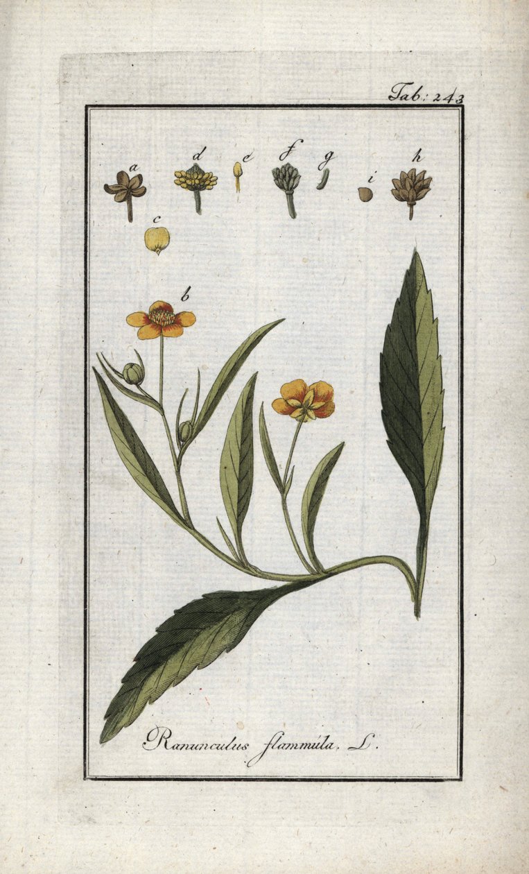 Lángboglárka vagy kis árok vagy kis lángos (Ranunculus flammula). Litográfia Johannes Zorn (1739-1799) "Afbeelding der Artseny-Gewassen" című művéből, Hollandia. alkotó: Unbekannter Künstler
