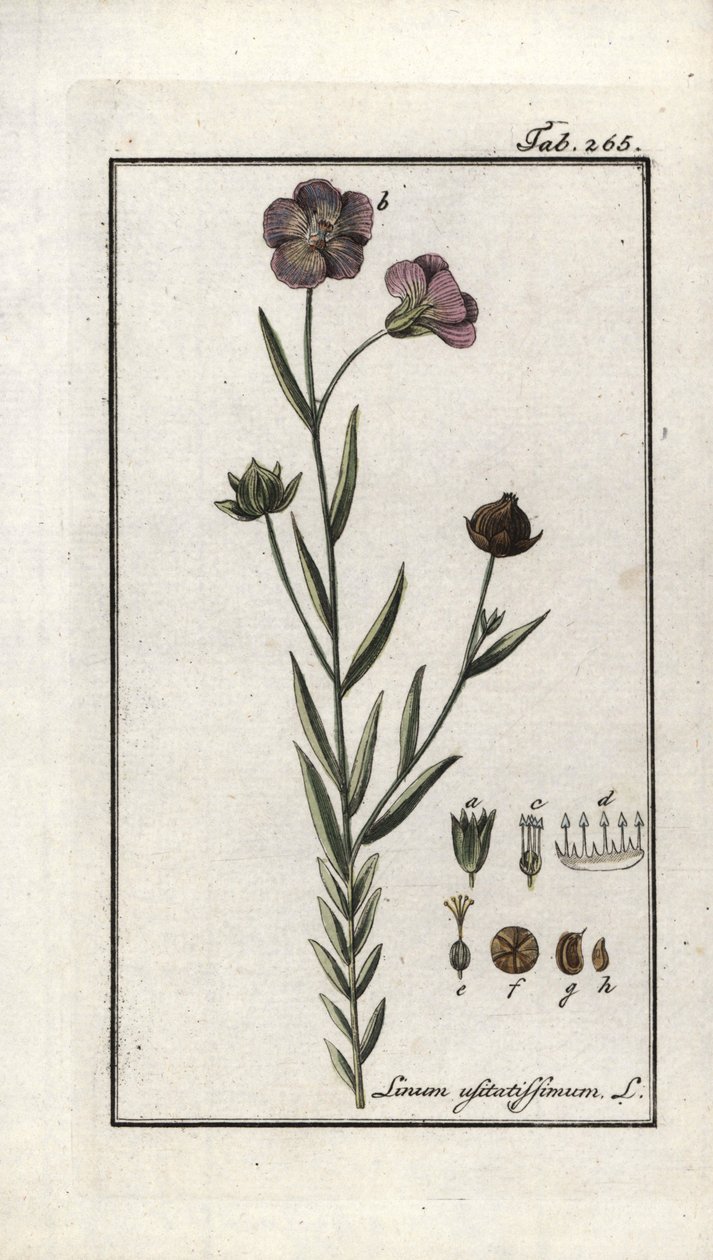 Lenmag (Linum usitatissimum). Litográfia Johannes Zorn (1739-1799) "Afbeelding der Artseny-Gewassen" című művéből, Hollandia. alkotó: Unbekannter Künstler