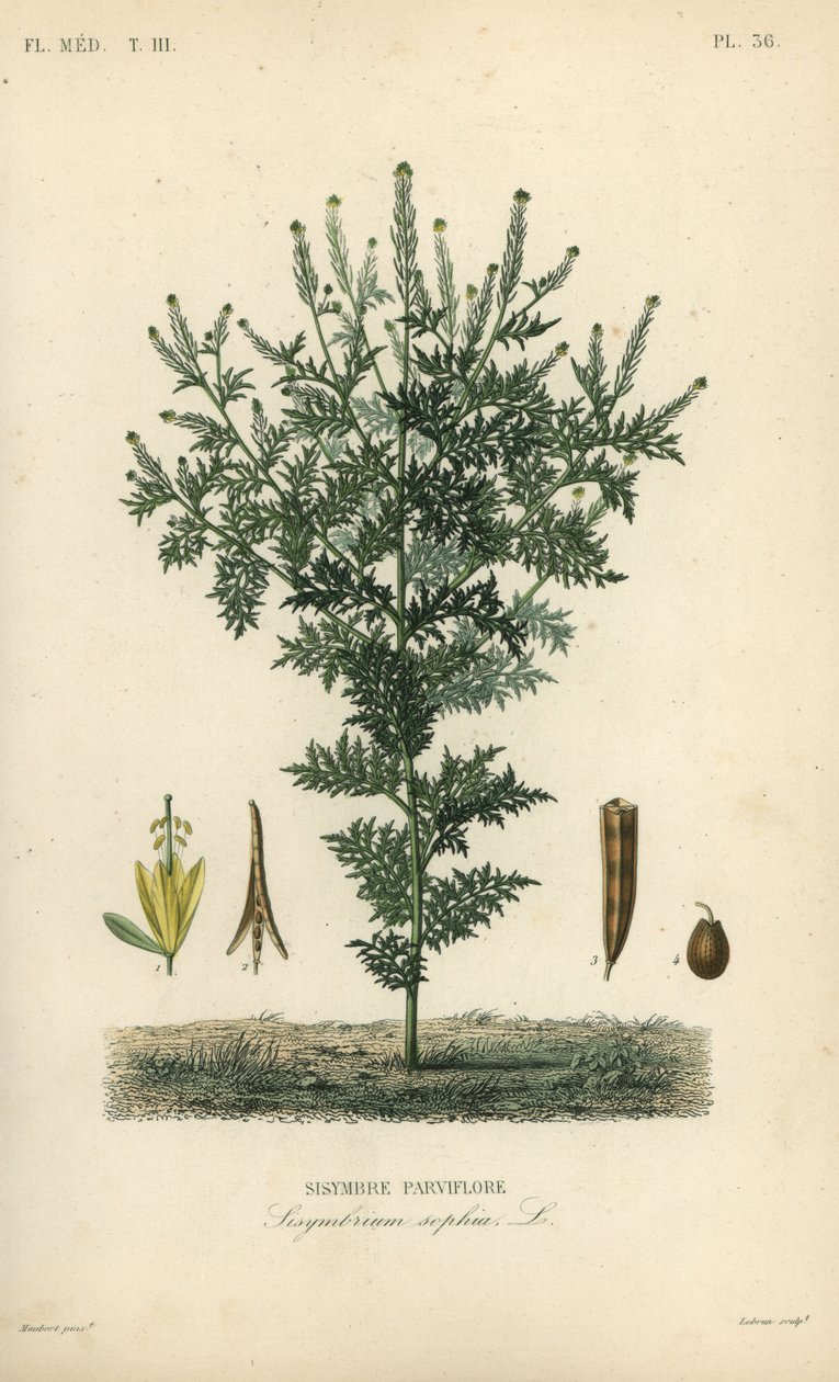 Flixweed, gyógynövény-Sophia vagy tansy mustár, Descurainia sophia, Sisymbrium sophia, Sisybre parviflore alkotó: Unbekannt