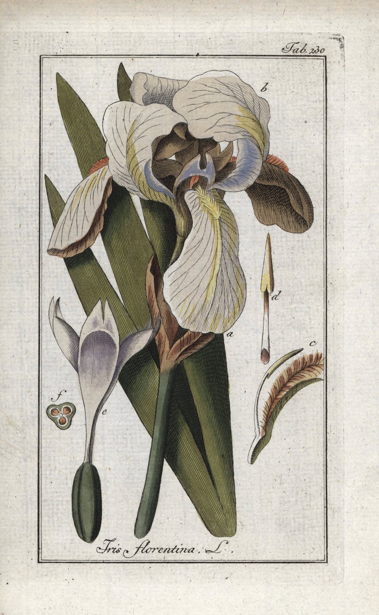 Firenzei írisz vagy firenzei írisz (Iris florentina). Litográfia Johannes Zorn (1739-1799) "Afbeelding der Artseny-Gewassen" című művéből, Hollandia. alkotó: Unbekannter Künstler