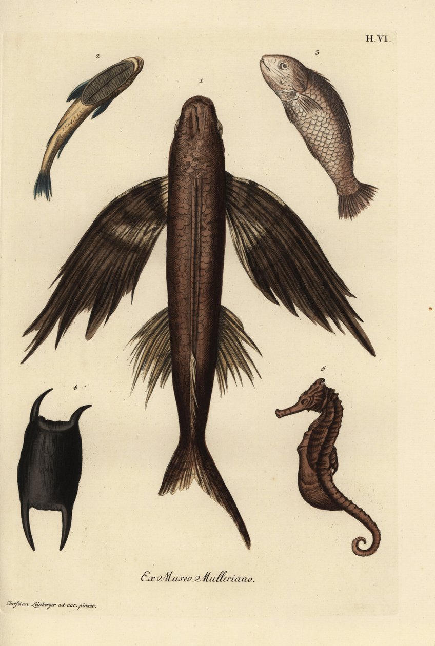 Repülő hal, Exocoetus volitans 1, szívóhal, Remora remora 2, barramundi, Lates calcarifer 3, pikkelyes 4, csikóhal, Hippocampus faj 5. Kézzel színezett rézmetszet Christian Leinberger illusztrációja után Georg Wolfgang Knorr Deliciae című művéből. alkotó: Unbekannter Künstler