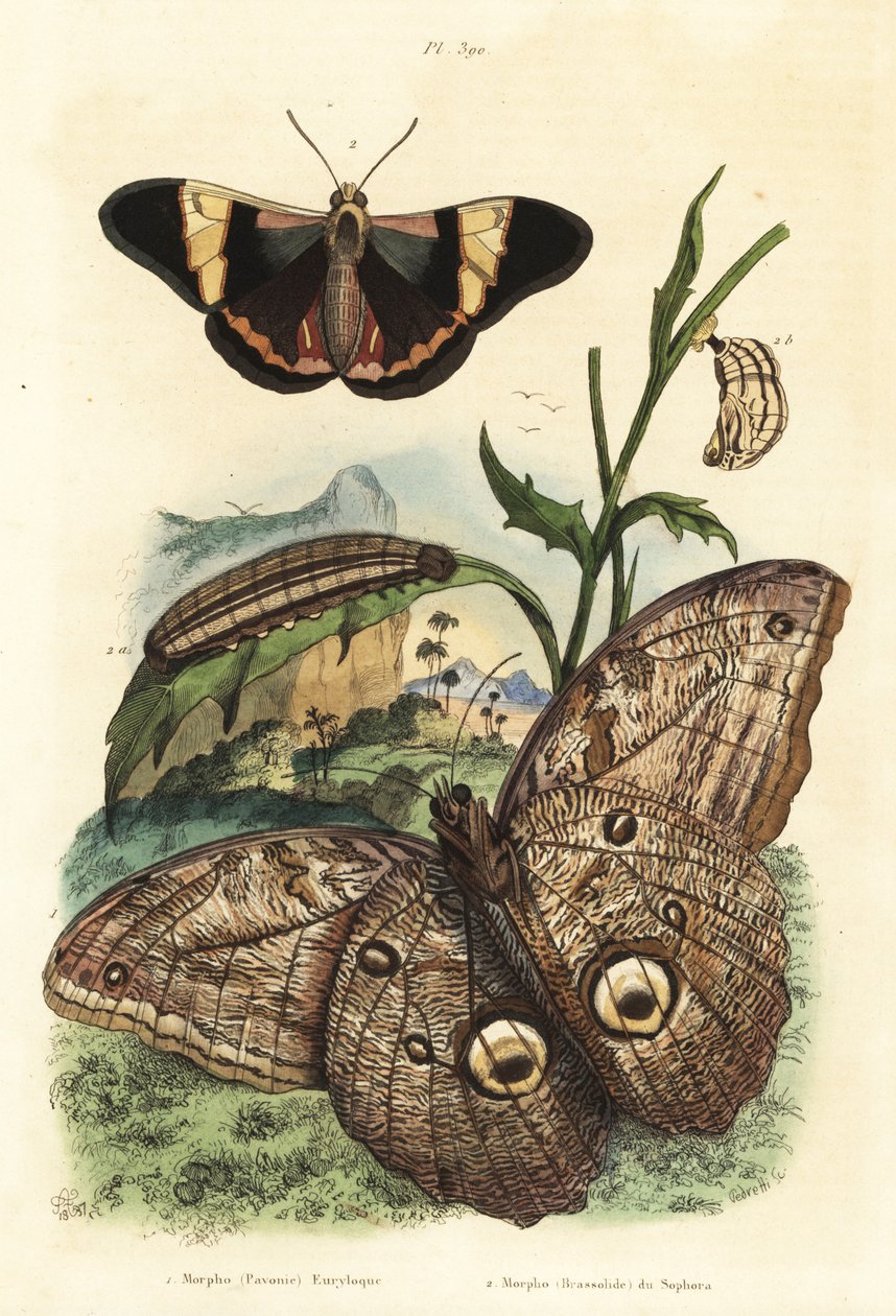 Erdei óriásbagolylepke, Caligo eurilochus 1 és Brassolis sophorae pillangó, báb és hernyó 2 alkotó: Unbekannt