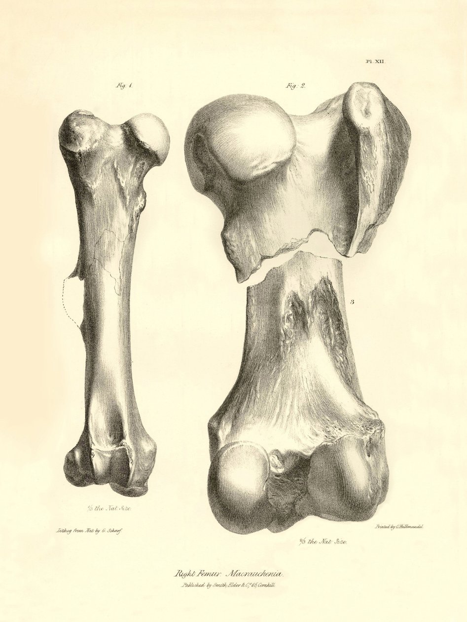 A Macrauchenia nevű, eltűnt őskori állat fosszilis csontjai (combcsontok), amelyeket Charles Darwin írt le a Beagle fedélzetén tett expedíciója során. Tábla a "The Zoology of the voyage of the H.M.S. Beagle under the command of Captain Fitzroy during the y alkotó: Unbekannter Künstler