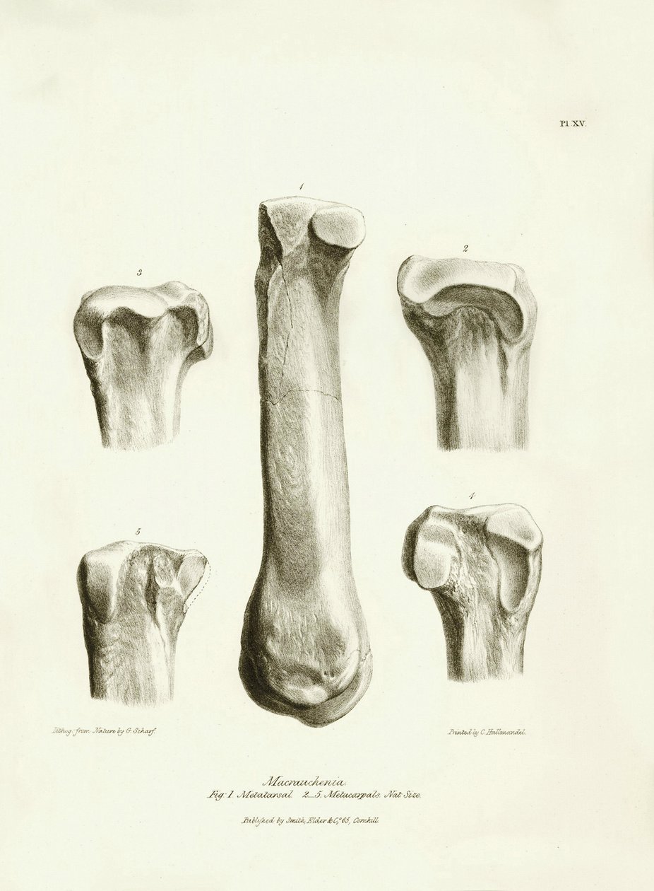 Az eltűnt őskori állat, a Macrauchenia fosszilis csontjai (metatarse és metacarp), amelyeket Charles Darwin írt le a Beagle fedélzetén tett expedíciója során. Tábla a "The Zoology of the voyage of the H.M.S. Beagle under the command of Captain Fitzroy duri alkotó: Unbekannter Künstler