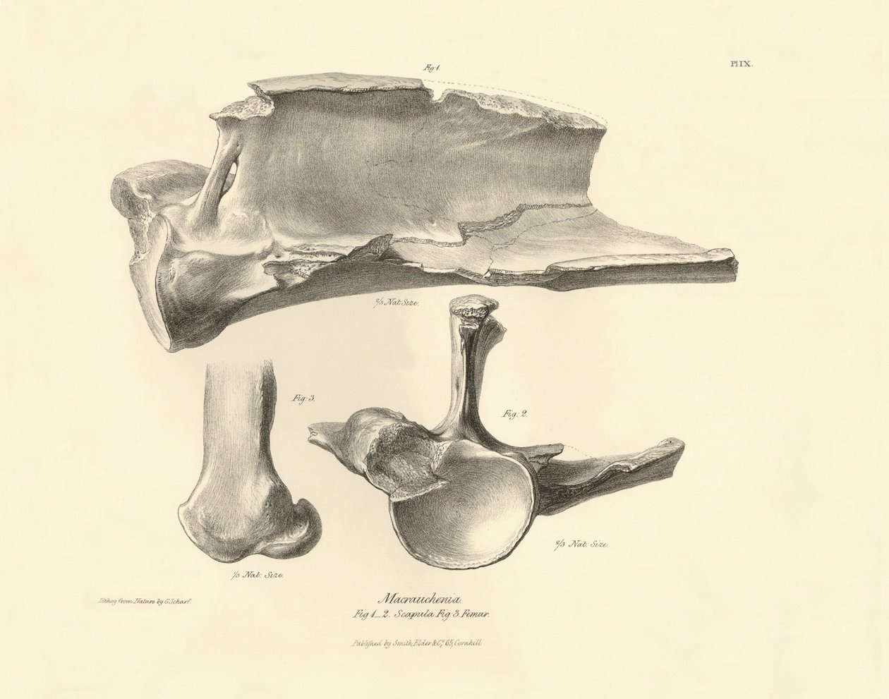 Az eltűnt őskori állat, a Macrauchenia fosszilis csontjai (lapocka), amelyeket Charles Darwin írt le a Beagle fedélzetén tett expedíciója során. Tábla a "The Zoology of the voyage of the H.M.S. Beagle under the command of Captain Fitzroy during the years 1 alkotó: Unbekannter Künstler