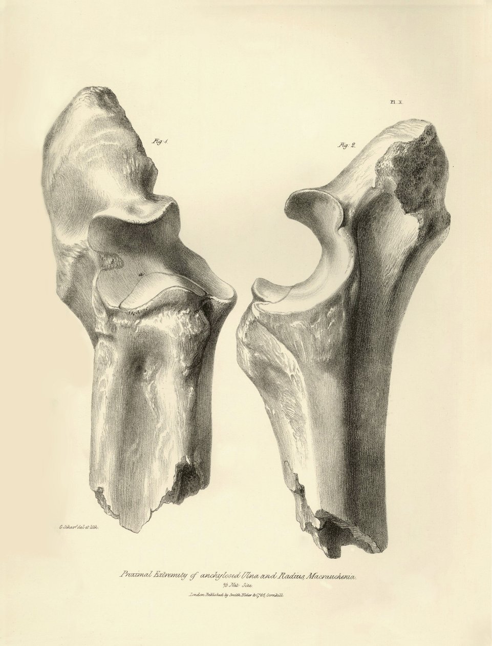 Az eltűnt őskori állat, a Macrauchenia fosszilis csontjai (singcsont és orsócsont), amelyeket Charles Darwin írt le a Beagle fedélzetén tett expedíciója során. Tábla a "The Zoology of the voyage of the H.M.S. Beagle under the command of Captain Fitzroy dur alkotó: Unbekannter Künstler