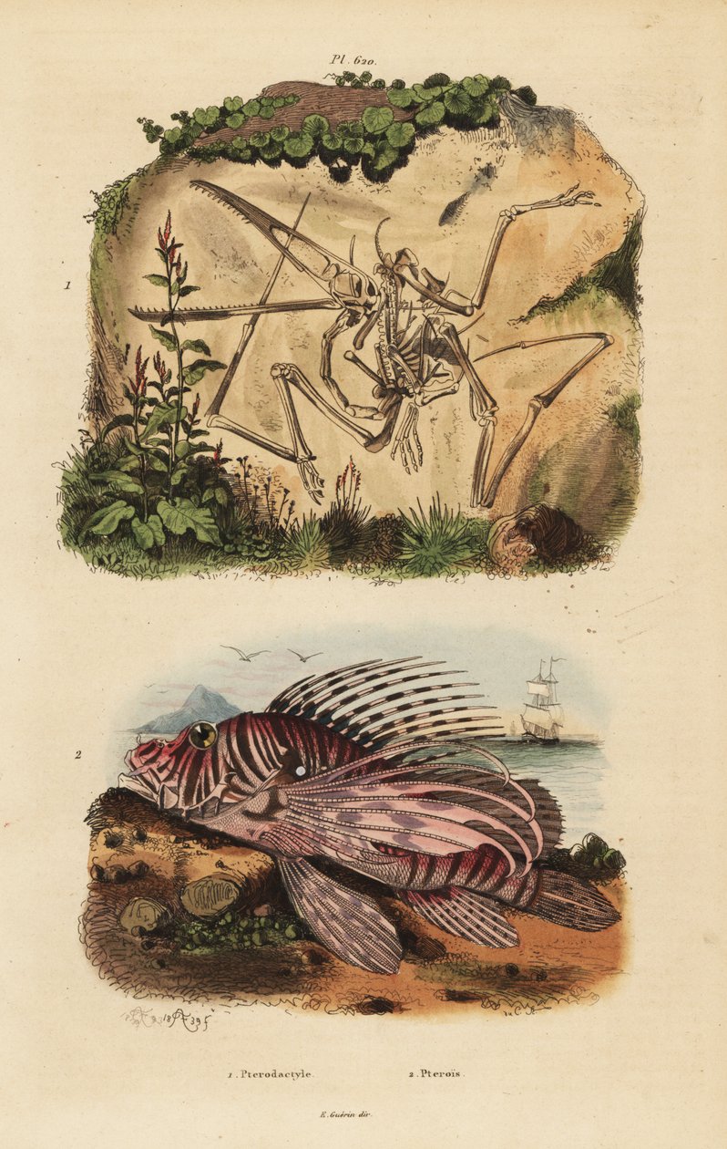 Egy kihalt pterodactyl, Pterodactylus antiquus és vörös oroszlánhal, Pterois volitans fosszilis csontváza alkotó: Unbekannt
