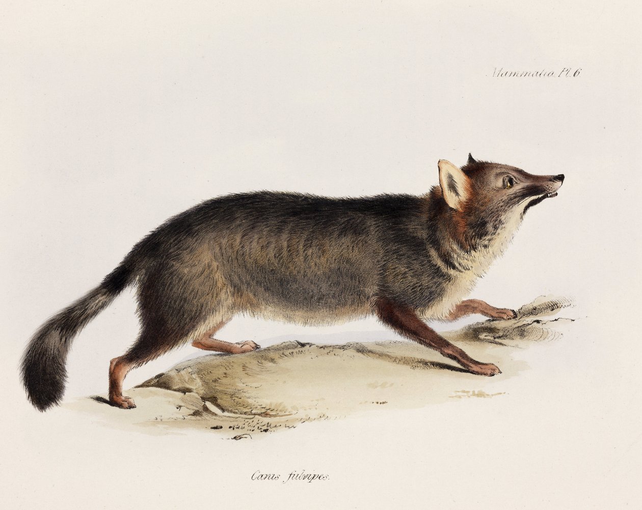 Fox, Chile, 1832-1836 alkotó: Unbekannter Künstler