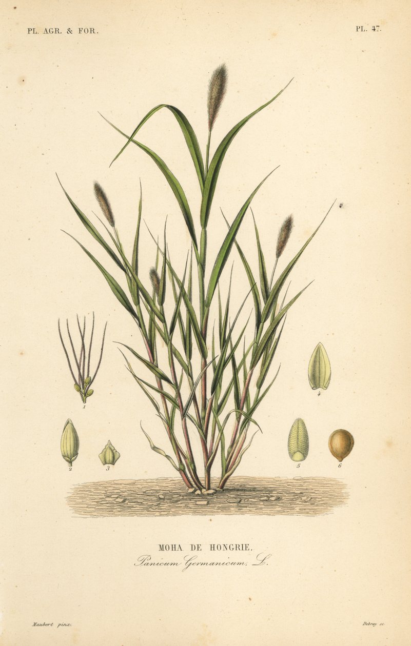 Rókafarkköles vagy olasz köles, Setaria italica, Panicum germanicum, Moha de Hongrie alkotó: Unbekannt