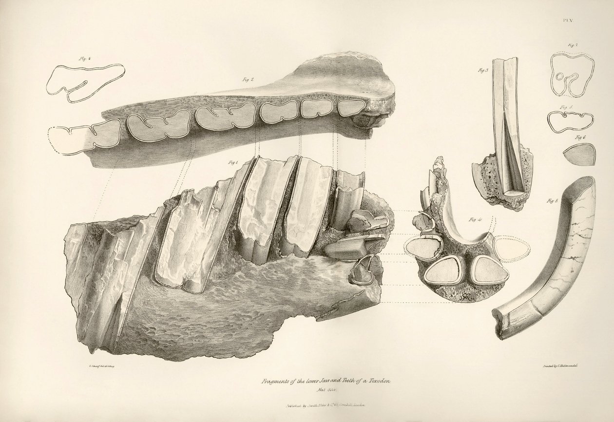 A Toxodon, egy őskori állat állkapcsának és fogainak töredéke, amelyet Charles Darwin az uruguayi Montevideo közelében talált a Beagle fedélzetén tett felfedezőútja során. A Fitzroy kapitány parancsnoksága alatt a H.M.S. Beagle hajóútjának zoológiája a köv alkotó: Unbekannter Künstler