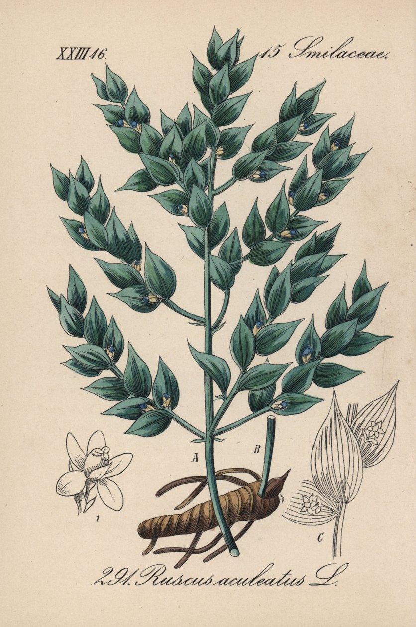 Fragon False Holly vagy Small Holly - Mészáros seprű, Ruscus aculeatus. Kézzel színezett litográfia Diederich von Schlechtendal Német flóra (Flora von Deutschland) című művéből, Jena. alkotó: Unbekannter Künstler