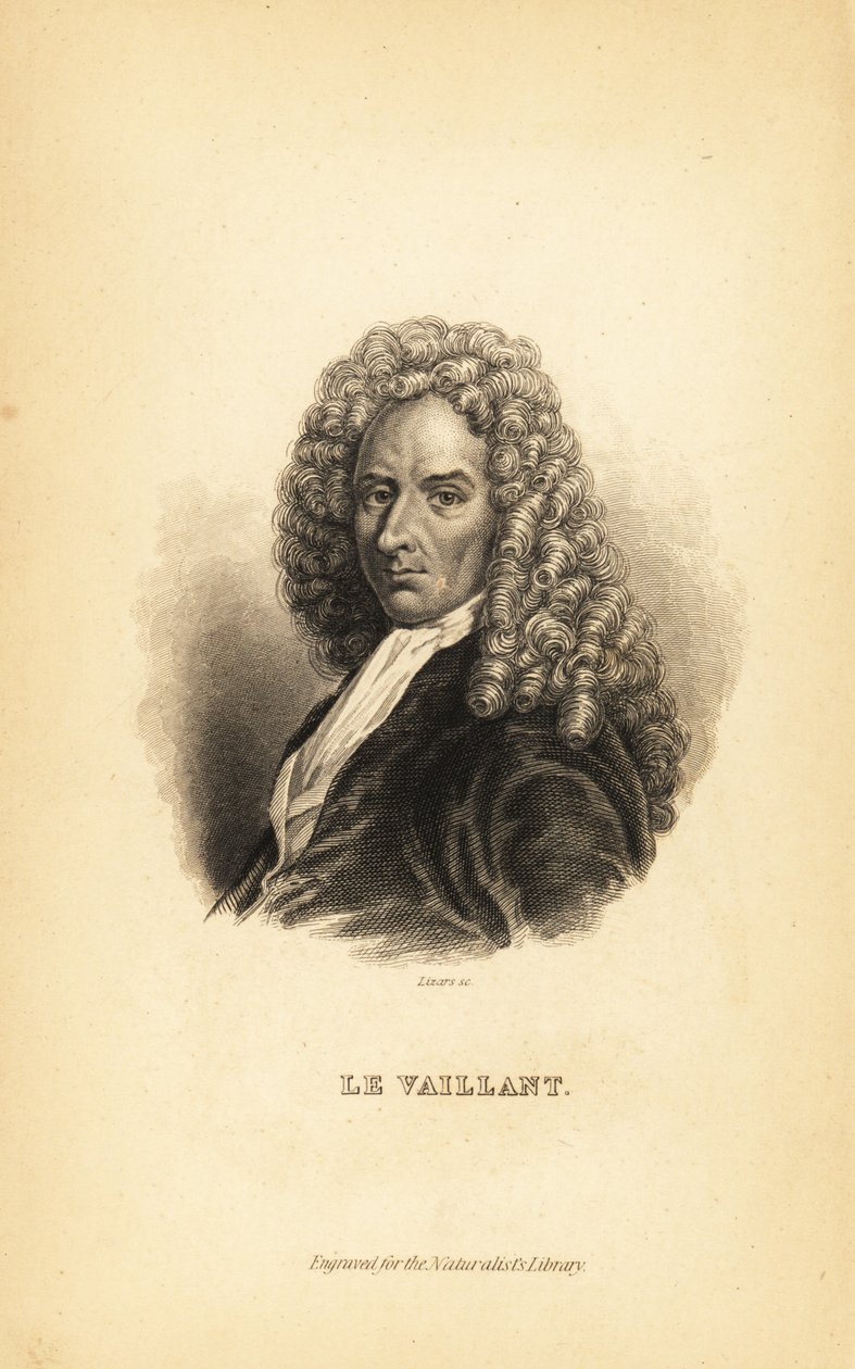 Francois le Vaillant vagy Levaillant, francia író, felfedező, természettudós és ornitológus alkotó: Unbekannt