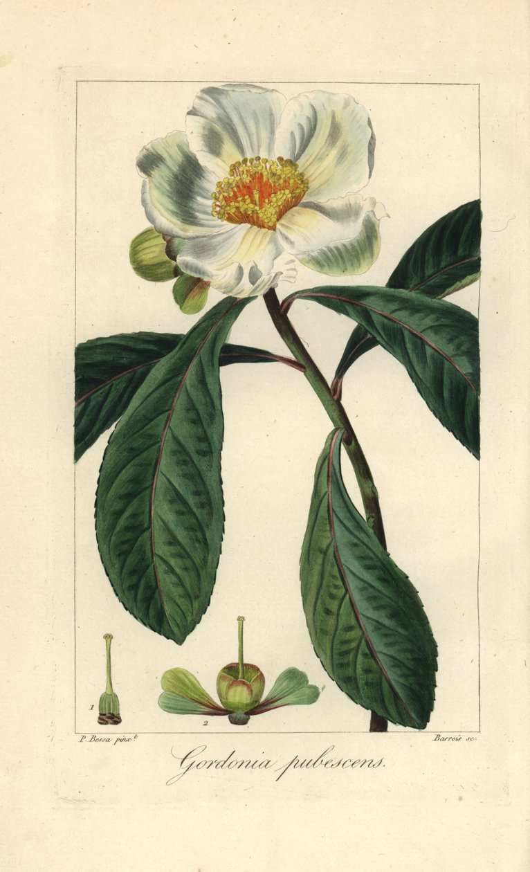 Franklinfa, Franklinia alatamaha, Amerikában őshonos, a természetben kihalt. Barrois kézzel készített rézmetszet, rézre metszve, Pancrace Bessa botanikai illusztrációjáról, Mordant de Launay "Herbier General de l