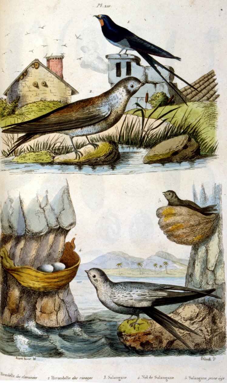 Franciául. Színes illusztráció. 1884 körüli dátummal. folyami és parti madarakat ábrázol. alkotó: Unbekannter Künstler