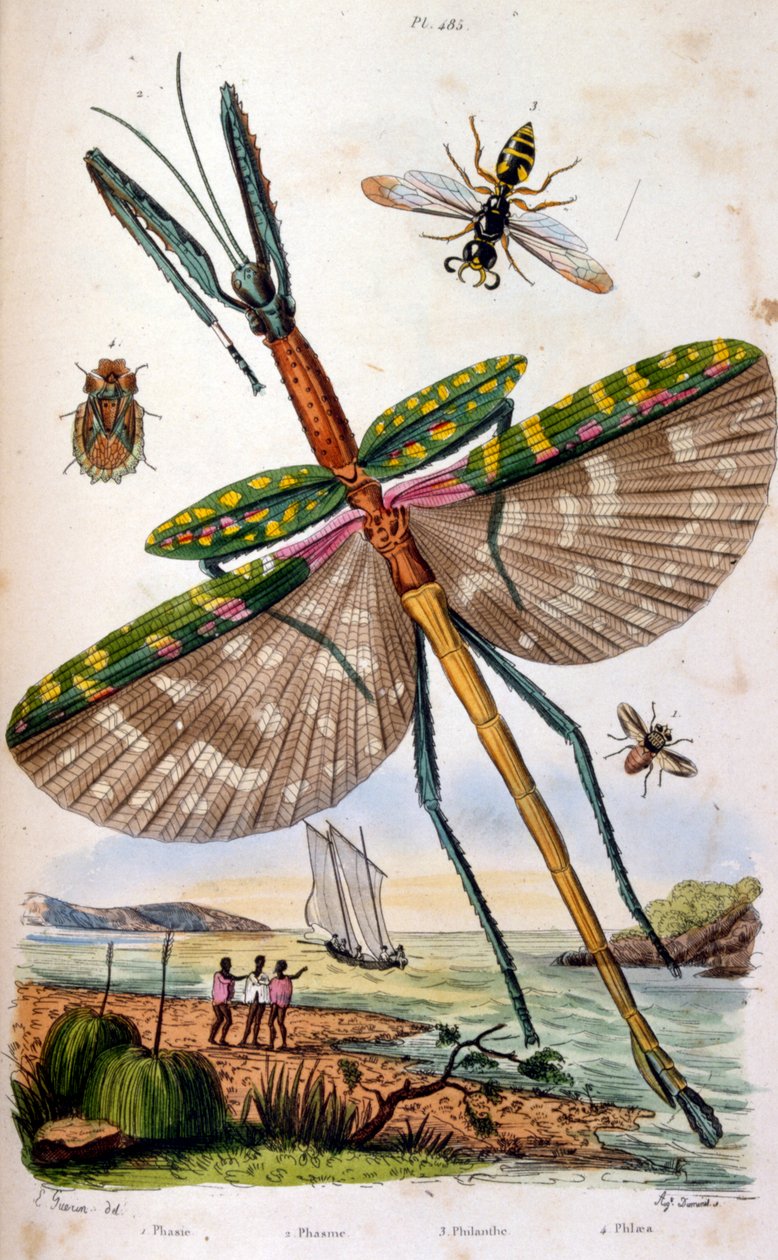 Franciául. Színes illusztráció. 1884 körüli dátummal. különböző trópusi rovarokat ábrázol, köztük egy nagy sárkánylegyet. alkotó: Unbekannter Künstler