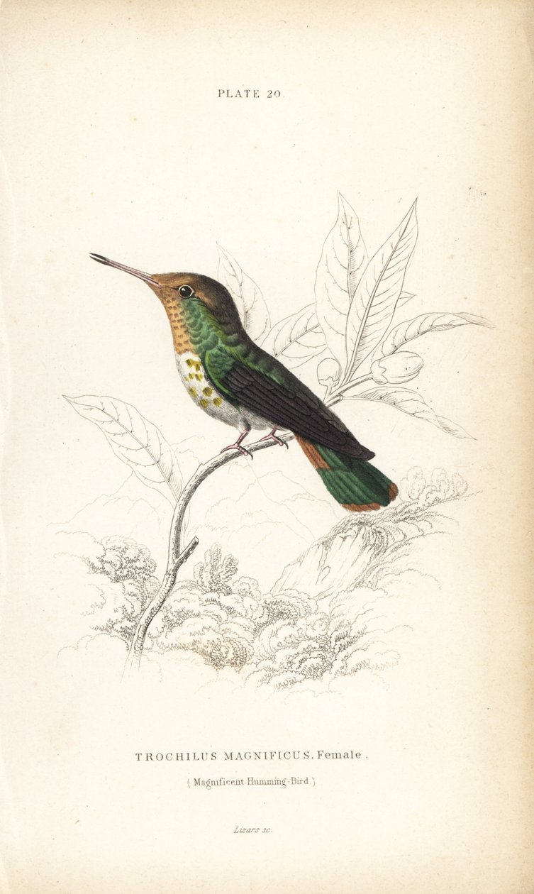 Fodros koktél, Lophornis magnificus, nőstény (Csodálatos kolibri, Trochilus magnificus). William Lizars kézzel színezett acélmetszete Sir William Jardine természettudós könyvtárából: Ornithology: Hummingbirds, Edinburgh, W.H. Lizars alkotó: Unbekannter Künstler