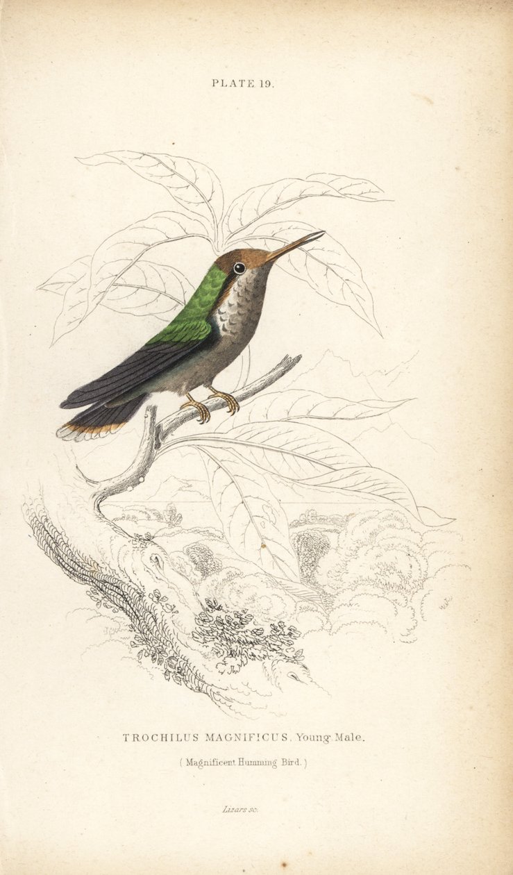 Fodros koktél, Lophornis magnificus, fiatal hím (Csodálatos kolibri, Trochilus magnificus). William Lizars kézzel színezett acélmetszete Sir William Jardine Naturalist