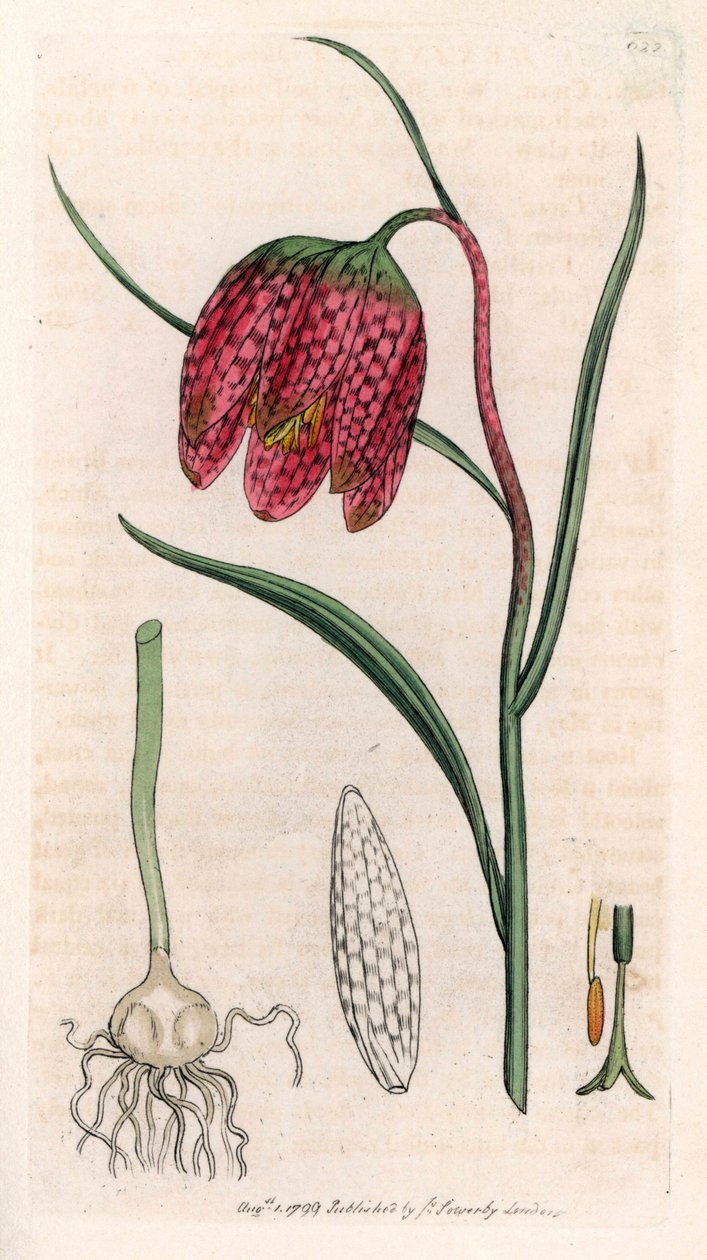 Fritillaria guinea fowl vagy guinea fowl egg vagy checkerboard (Fritillaria meleagris) - James Sowerby rajza alapján készült litográfia a Smith