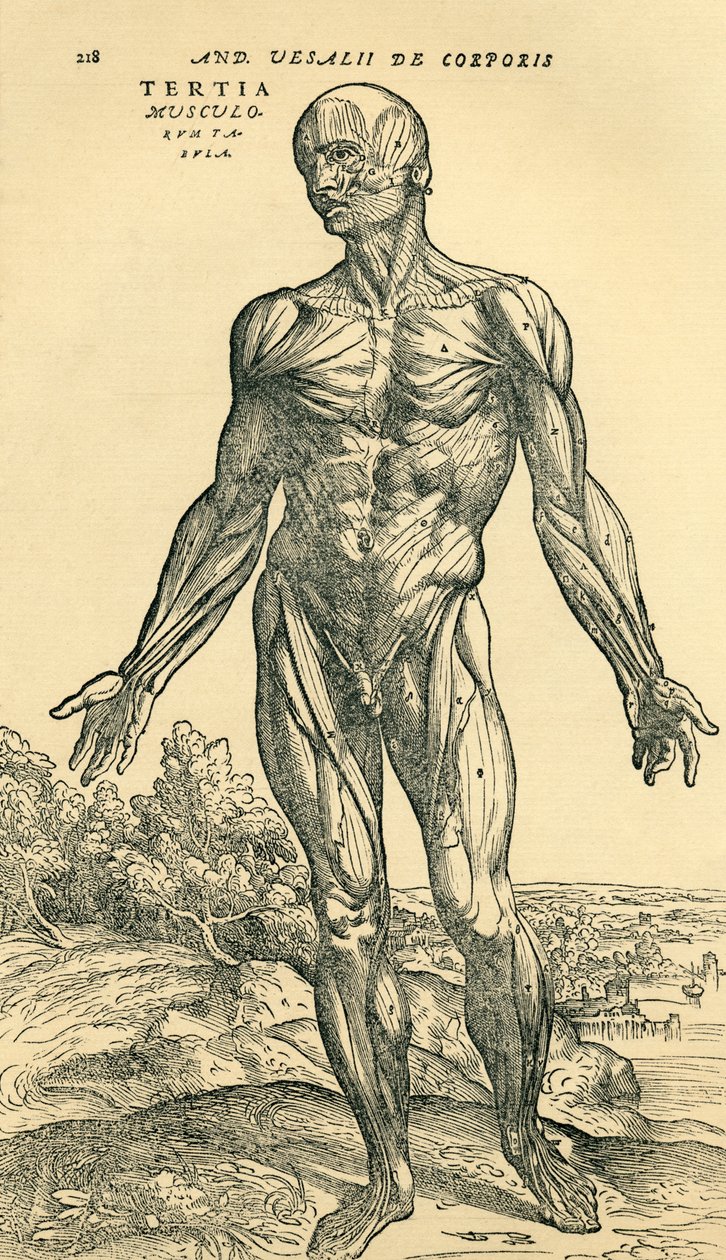 A férfi emberi test eleje, Andreas Vesalius egy anatómiai tanulmánya, amelyet eredetileg a De Humani Corporis Fabrica Libri Septemben (az emberi test szövetéről hét könyvben) publikáltak, Basel alkotó: Unknown