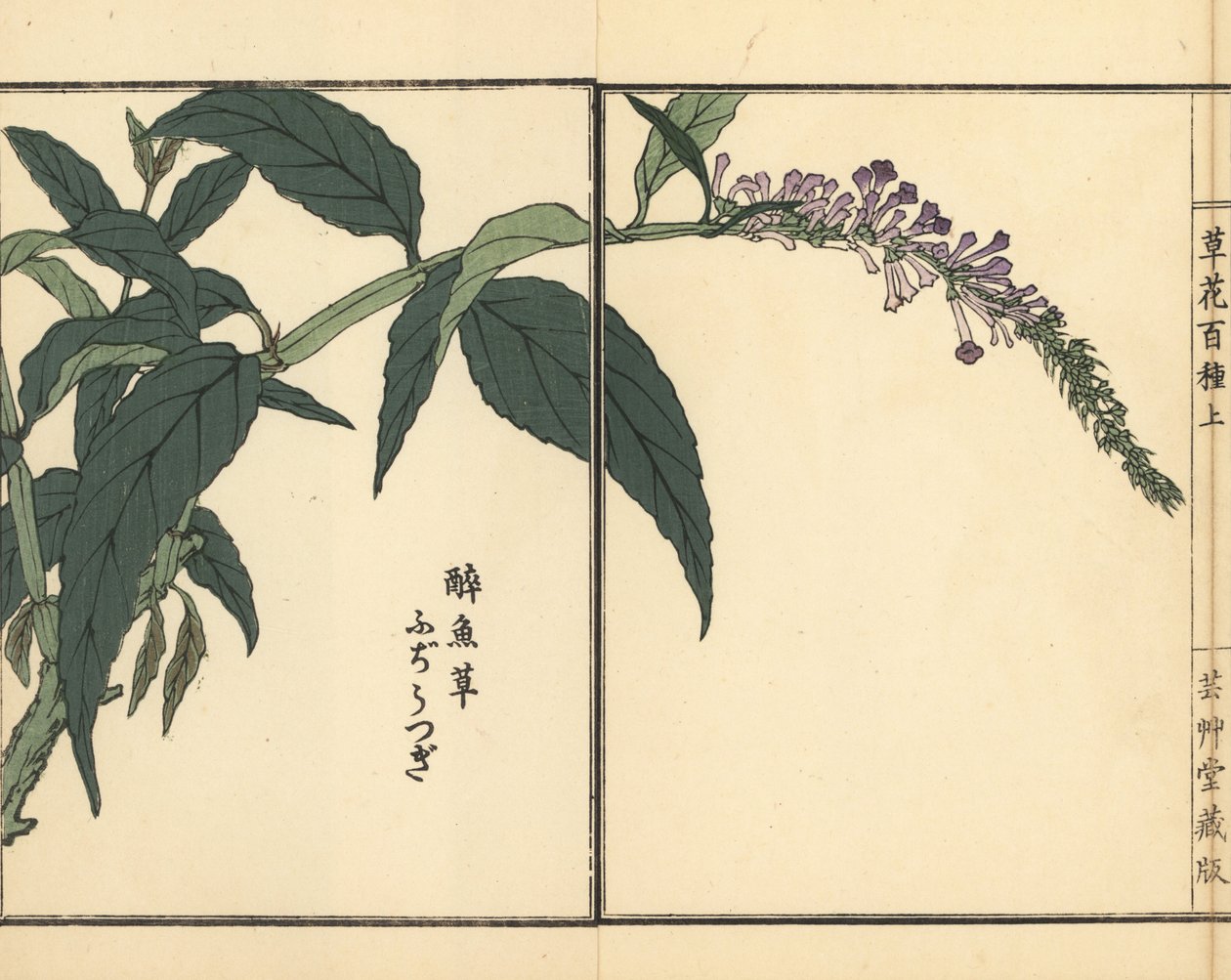Fujiutsugi vagy Buddleia, Buddleja fajok. Kézzel színezett fametszet, Kono Bairei, Kusa Bana Hyakushu (One Hundred Varieties of Flowers), Tokió, Yamada. alkotó: Unbekannter Künstler
