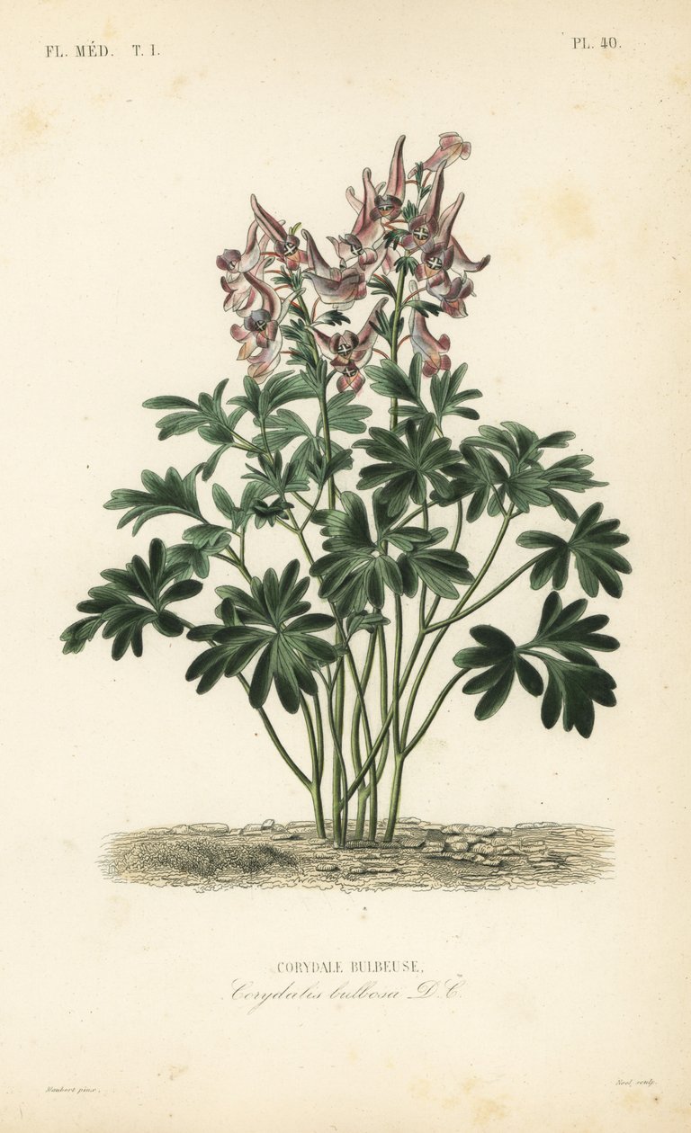 Füstfű, Corydalis solida, Corydalis bulbosa, Corydale bulbeuse alkotó: Unbekannt