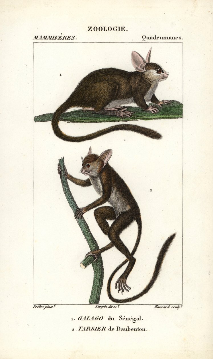 Galago du Senegal és tarsier de Daubenton - Eau forte, Jean Gabriel Pretre (1780-1845), Carnonkel metszete, Frederic Cuvier természettudományi szótárához: emlősök, szerkesztette Pierre Jean Francois Turpin (1775-1840), kiadta F.G.Levrau. alkotó: Unbekannter Künstler