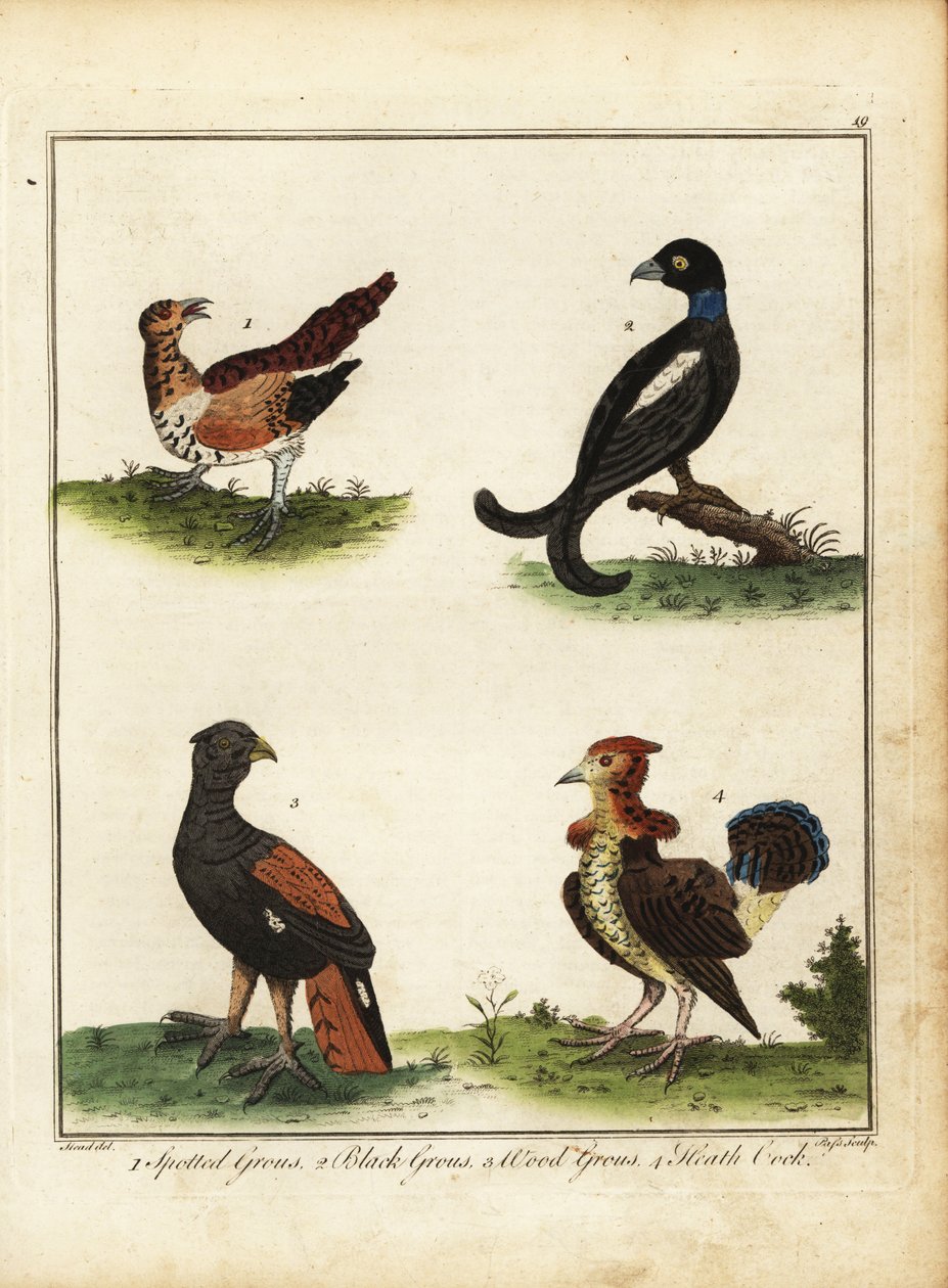 Vadmadarak: nyírfajd, nyírfajd, nyírfajd, nyírfajd, cserjés 1792 (metszet) alkotó: Unbekannter Künstler