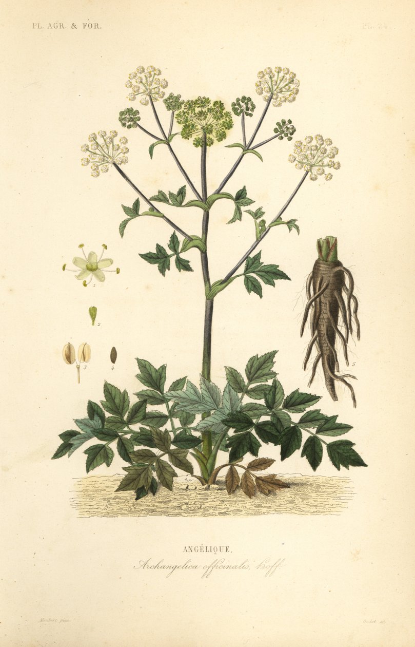 Kerti angyalgyökér vagy vadzeller, Angelica archangelica, Archangelica officinalis, Angelique alkotó: Unbekannt