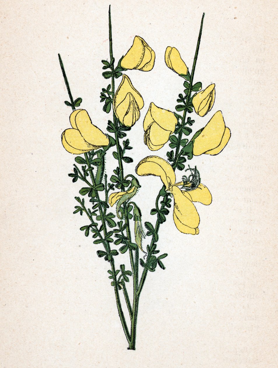 Genet a seprű (Cytisus scoparius) (közönséges seprű vagy skót seprű) Botanikai tábla Paul Hariot "Atlas colorie des plantes medicinales" című művéből. alkotó: Unbekannter Künstler