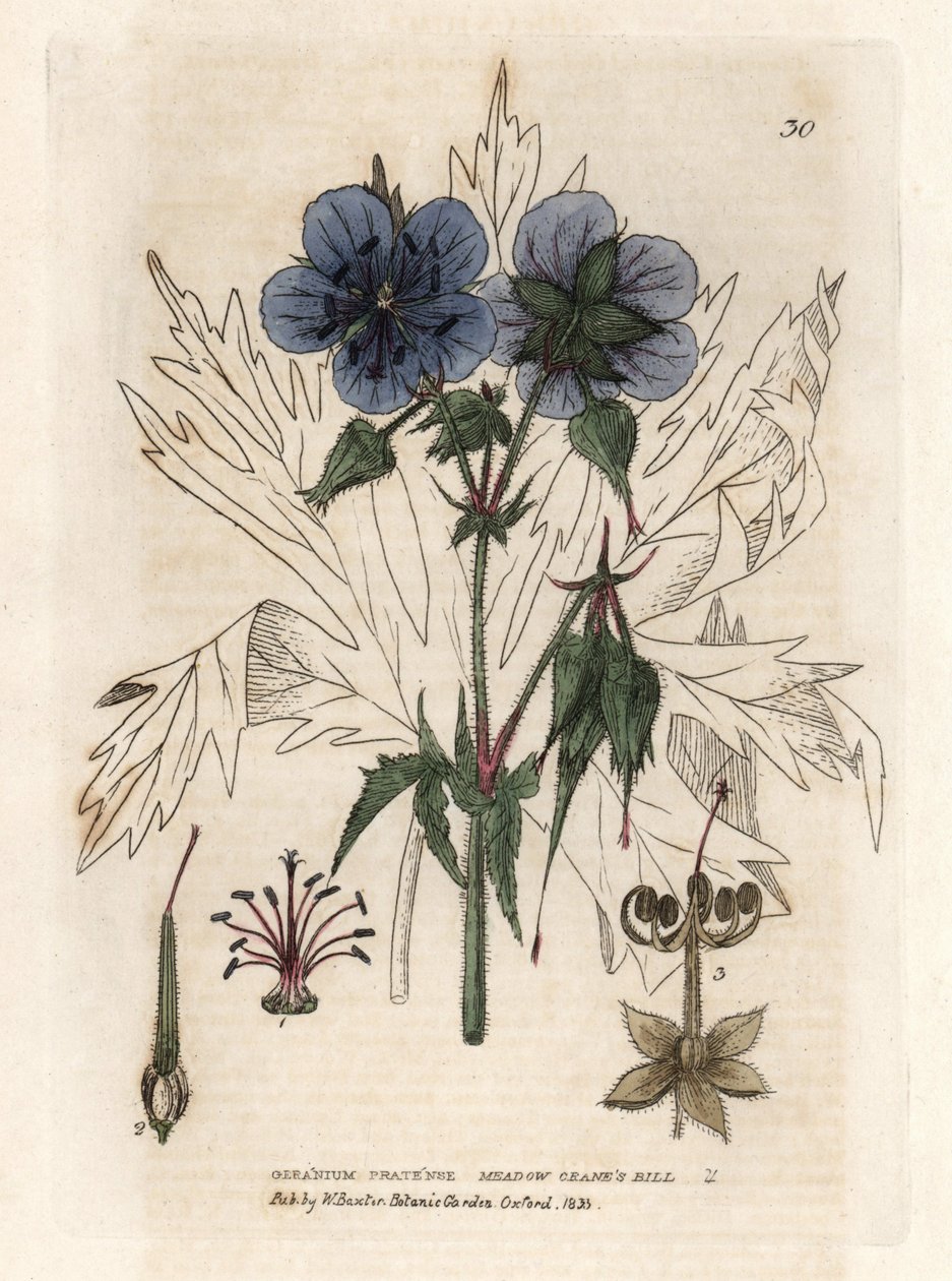 A Pres Geranium of the Pres. Színes rézmetszet Isaac Russell rajzáról William Baxter "English Botanical Phenomenes" című könyvéből. alkotó: Unbekannter Künstler