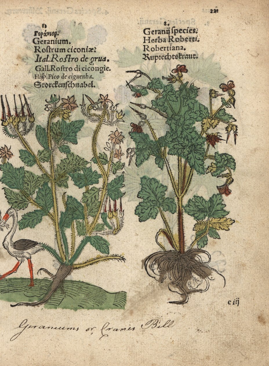 Geranium vagy darázsfű, Geranium species, és Herb Robert, Geranium robertianum. Adam Lonicer Krauterbuch, or Herbal, Frankfurt, Krauterbuch vagy Herbal című művének botanikai illusztrációjának kézzel színezett fametszete. alkotó: Unbekannter Künstler