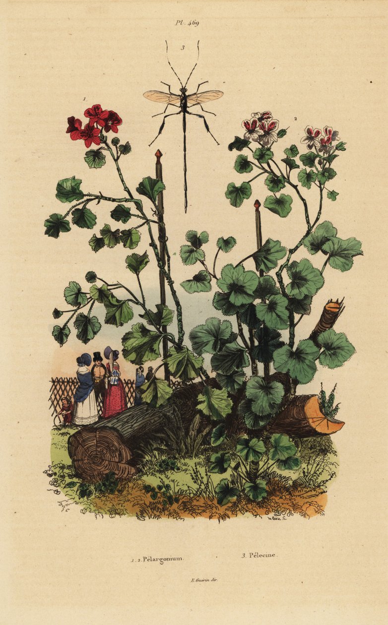 Muskátli fajok, Pelargonium daveyanum 1 és Pelargonium macranthon 2 alkotó: Unbekannt