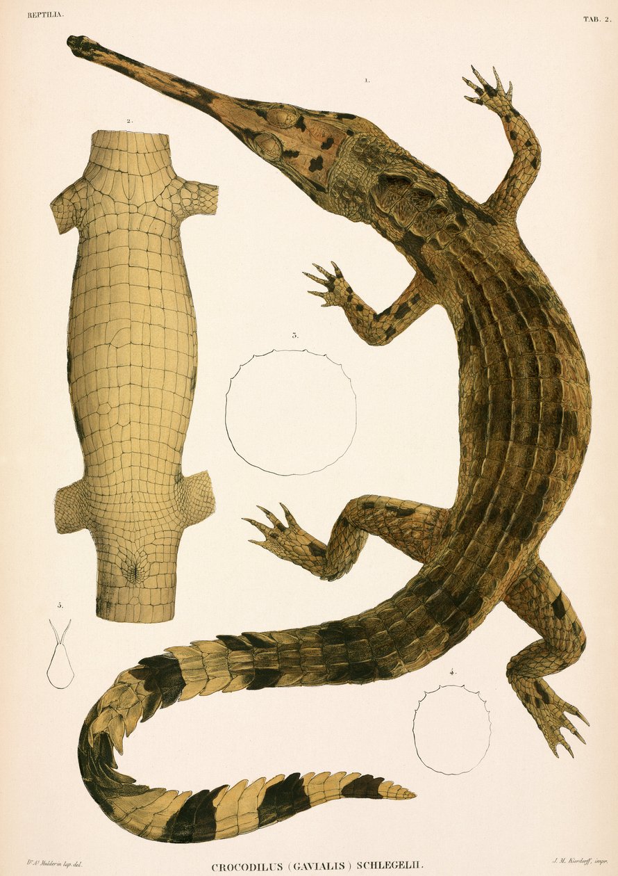 Gharial, Indonézia alkotó: Unbekannter Künstler