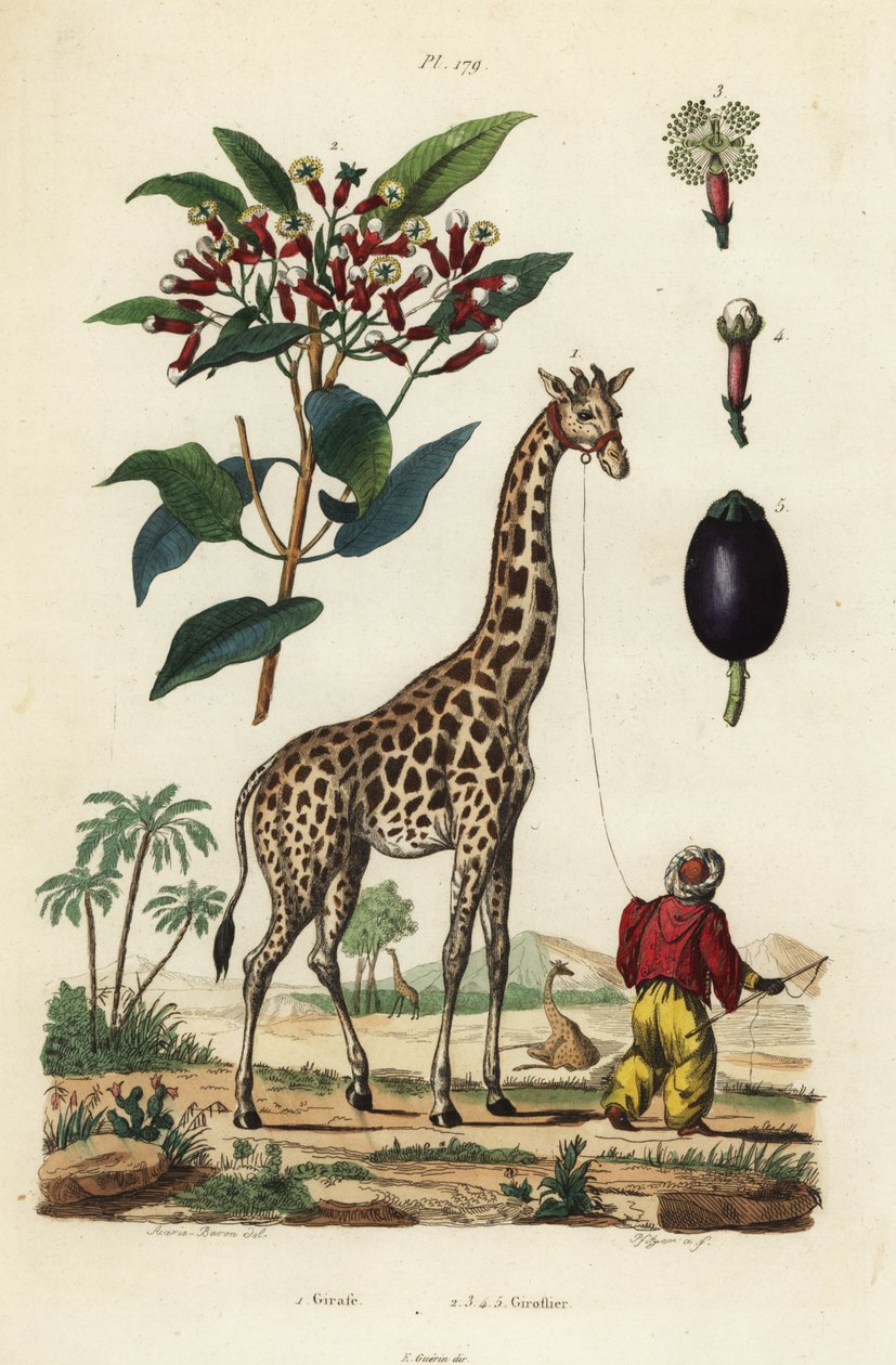 Zsiráf, Giraffa camelopardalis, kezelővel és szegfűszegfával, Syzygium aromaticum alkotó: Unbekannt