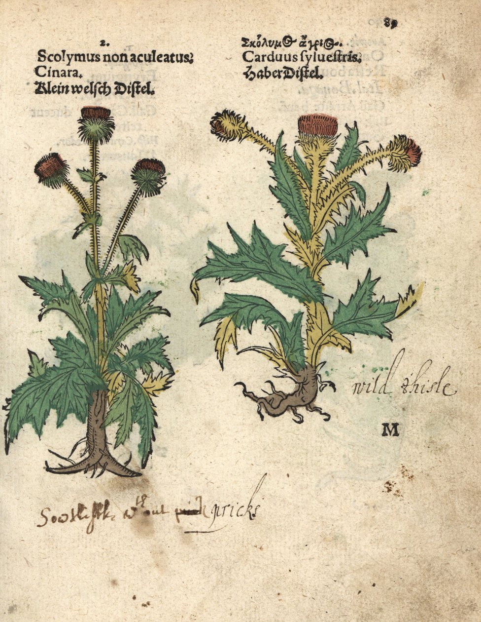 Articsóka, Cynara cardunculus var. scolymus, és vadgesztenye, Carduus sylvestris. Adam Lonicer Krauterbuch, avagy gyógynövény, Frankfurt, Krauterbuch vagy Herbal című művének botanikai illusztrációjának kézzel színezett fametszete. alkotó: Unbekannter Künstler