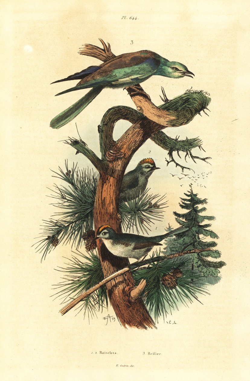 Goldcrests, Regulus regulus és európai henger, Coracias garrulus alkotó: Unbekannt