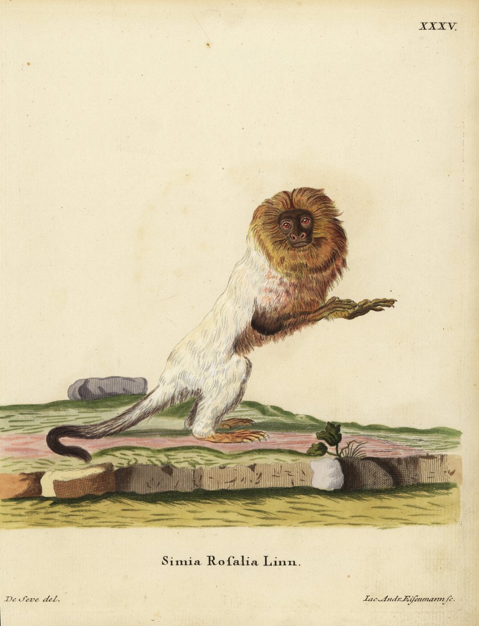 Arany oroszlántamarin vagy arany marmoset, Leontopithecus rosalia. Veszélyeztetett. Simia rosalia Linn. Jakob Andreas Eisenmann kézzel készített rézmetszete Jacques de Seve illusztrációja után Johann Christian Daniel Schreber Animal Illustrati alkotó: Unbekannter Künstler