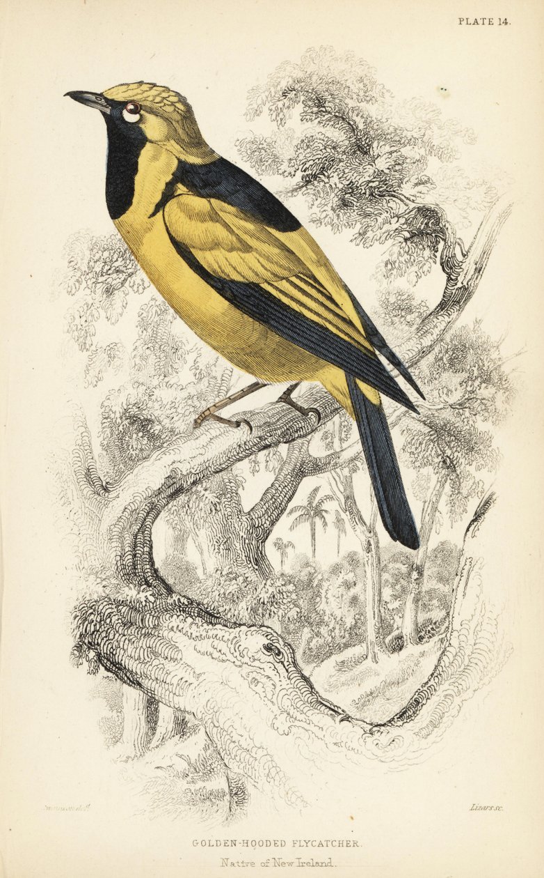 Aranymonarcha, Carterornis chrysomela (Aranykapucnis légykapó, Monacha chrysomela). William Lizars kézzel színezett acélmetszete William Swainson illusztrációja után Sir William Jardine
