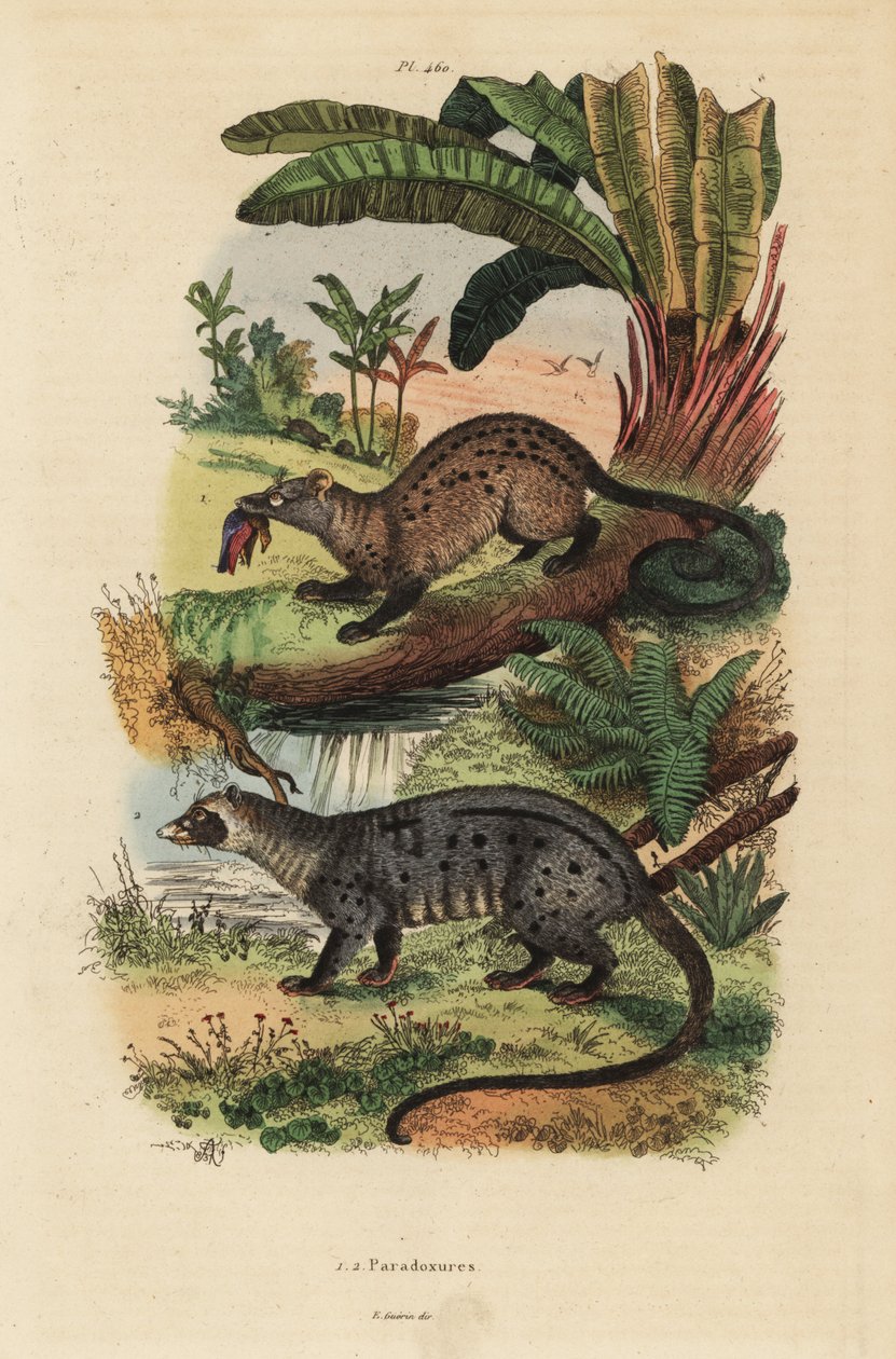 Aranypálma cibet, Paradoxurus zeylonensis 1 és ázsiai pálmacibet, Paradoxurus hermaphroditus 2 alkotó: Unbekannt