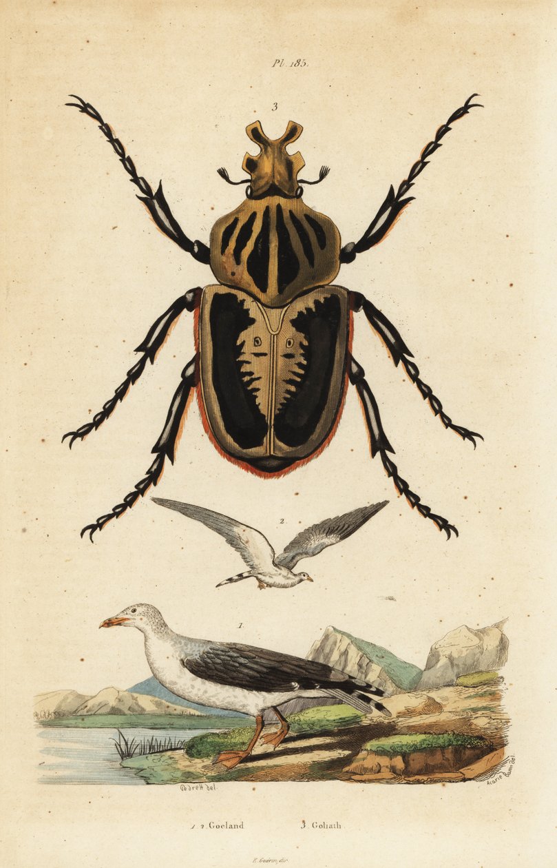 Góliát bogár, Goliath goliatus 1 és közönséges sirály, sirály alkotó: Unbekannt