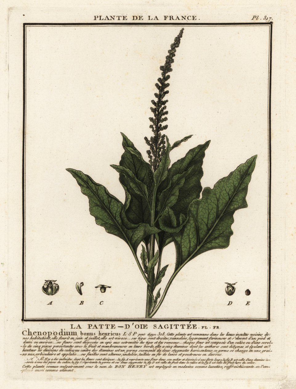 Jó-Henry király, Chenopodium bonus-henricus. alkotó: Unbekannter Künstler
