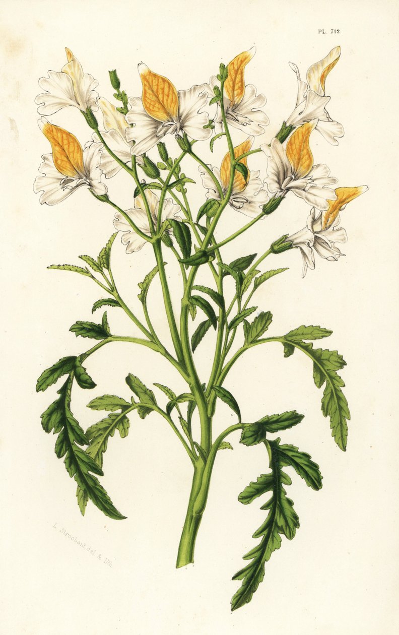 Graham-skizantusz, Schizanthus grahamii. Kézzel színezett litográfia Louis van Houtte és Charles Lemaire: Flowers of the Gardens and Hothouses of Europe, Flore des Serres et des Jardins de l