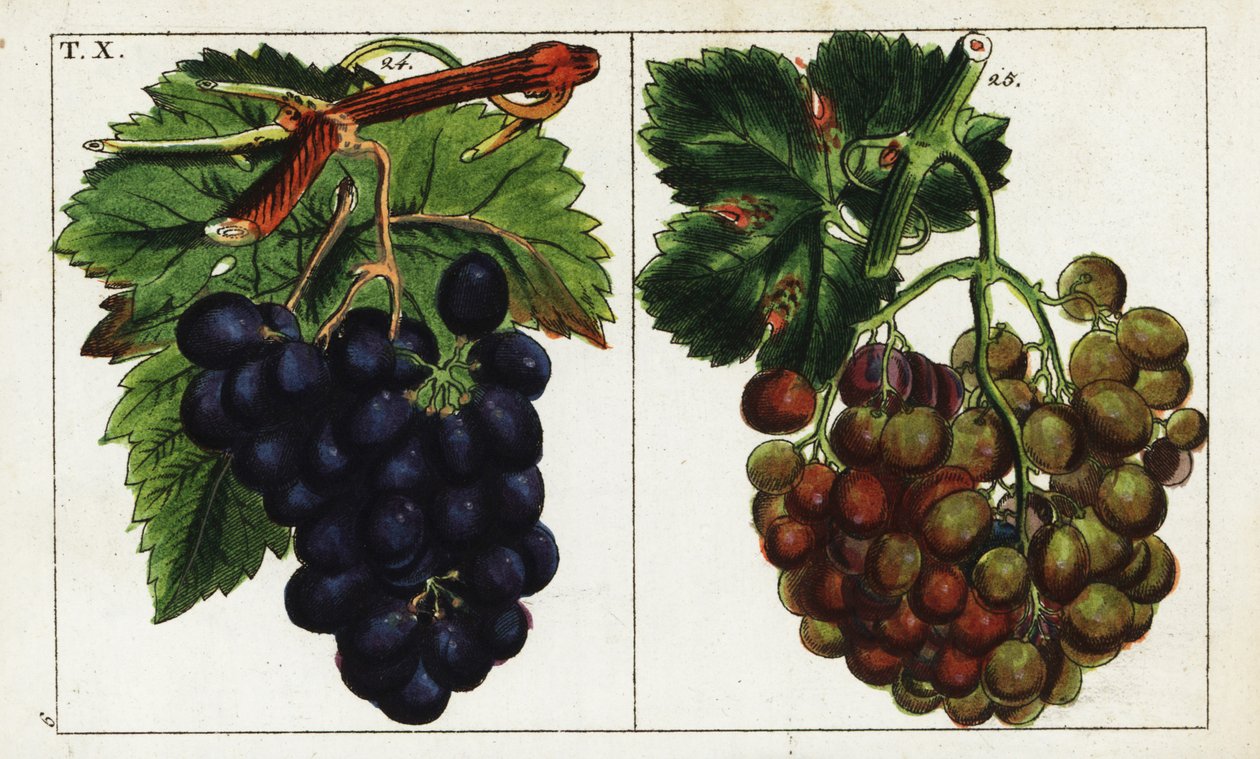 Szőlőfajták, Vitis vinifera. alkotó: Unbekannter Künstler