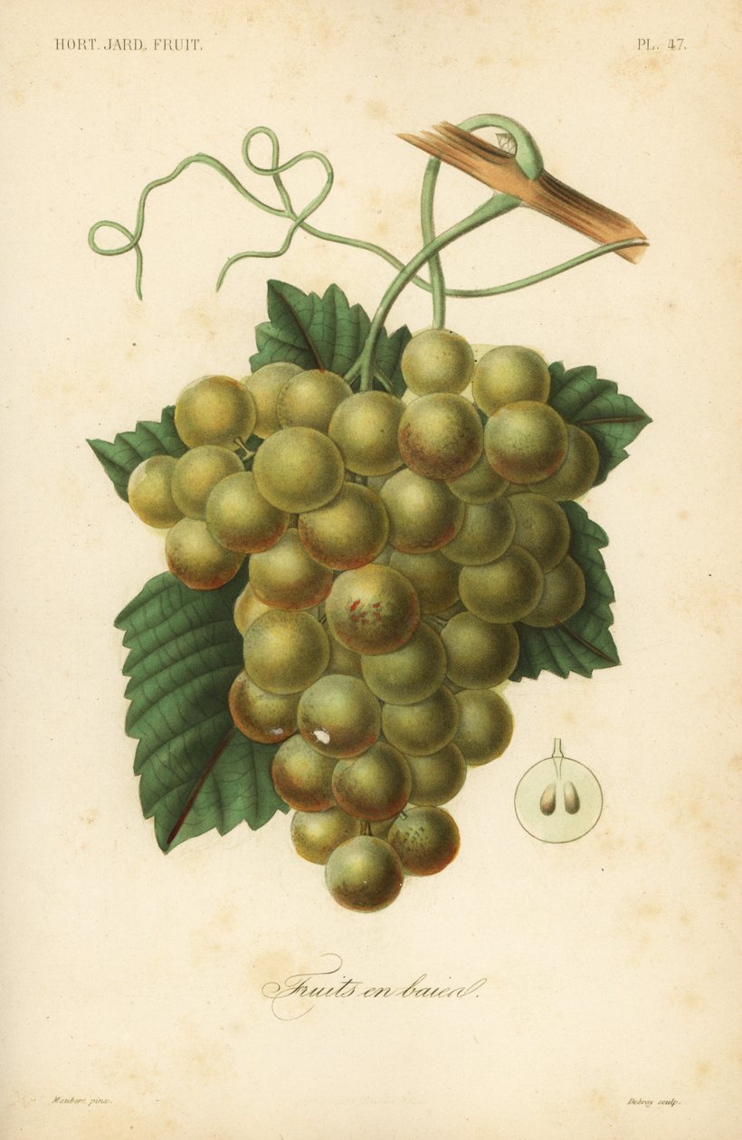 Szőlő, Vitis vinifera alkotó: Unbekannt