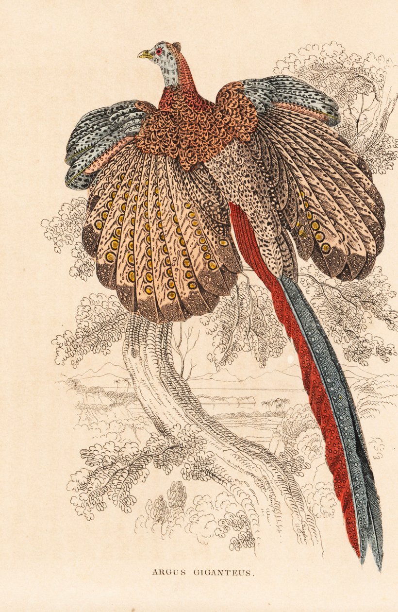 Nagy fácán, Argusianus argus (Argus giganteus). Kézzel színezett litográfia Georg Friedrich Treitschke természetrajzi galériájából, Naturhistorischer Bildersaal des Thierreiches, Liepzig. alkotó: Unbekannter Künstler