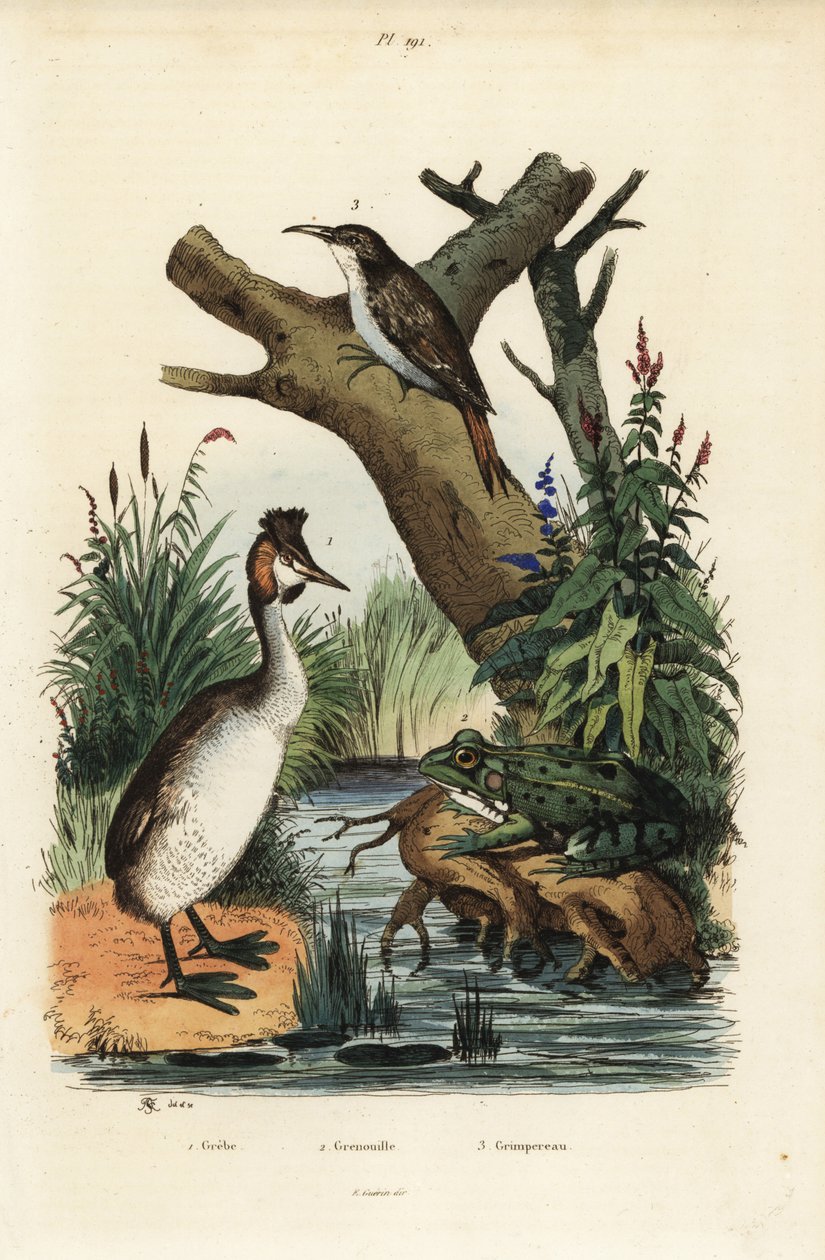 Tajtékos vöcsök, Podiceps cristatus 1, zöldbéka, Pelophylax esculentus 2 és kúszónövény, Certhia familiaris 3 alkotó: Unbekannt