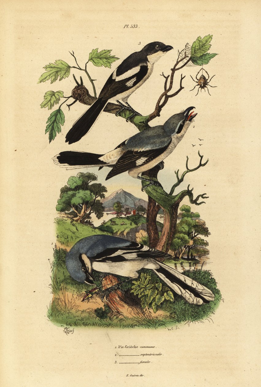 Szürke cickány, Lanius excubitor, szürkehátú fiskális, Lanius excubitoroides és fiskális cickány, Lanius collaris Pie Grieche commune, északi fiskális alkotó: Unbekannt